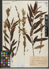Foto von Salix triandra L. x Salix viminalis L.